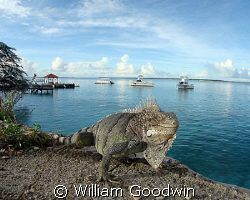 Iguana, dive boats, a morning full of promise... Bonaire by William Goodwin 